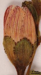 Hypericum pulchrum flower bud with broadly elliptic sepals and sepal margin with prominent glands.
 © Landcare Research 2010 